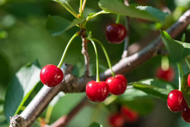 istock Closeup of cherries on cherry tree. 1380604822