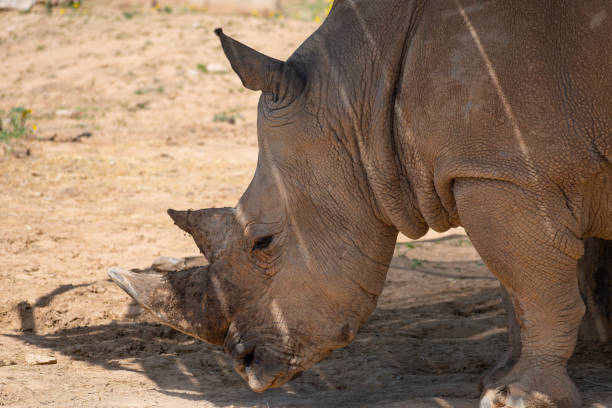 istock White rhinoceros (Ceratotherium simum) close up portrait 1380608071