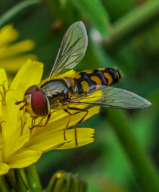 Syrphidae insecto parecido a la abeja Syrphidae is a family of brachyceran diptera whose adults drink nectar from flowers adopting the appearance of bee-like Hymenoptera. hover fly stock pictures, royalty-free photos & images