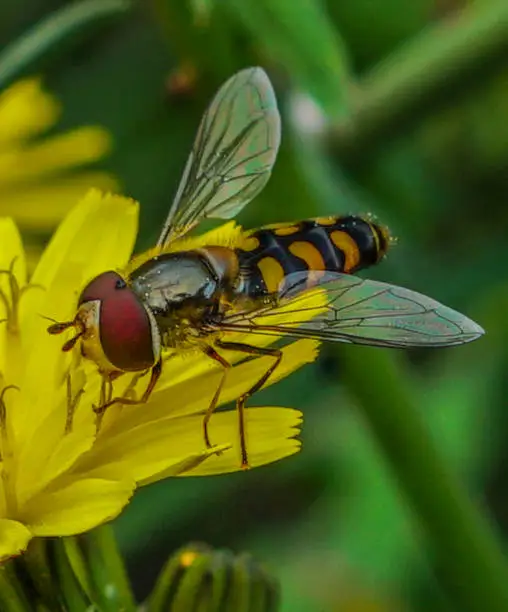 Syrphidae is a family of brachyceran diptera whose adults drink nectar from flowers adopting the appearance of bee-like Hymenoptera.