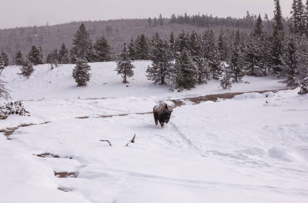 istock Bison in Yellowstone in Winter 1380614232