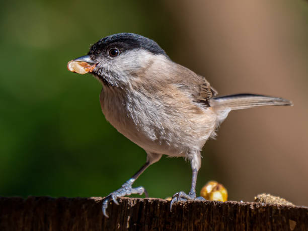 istock Close-up Marsh tit with a nut in its beak 1380617454