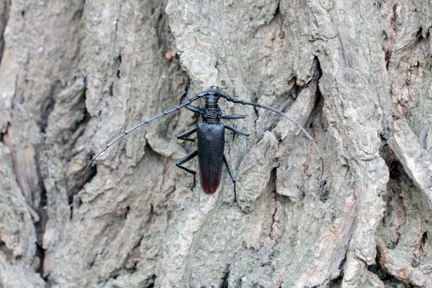 Detail shot of a Weaver Beetle on a tree.