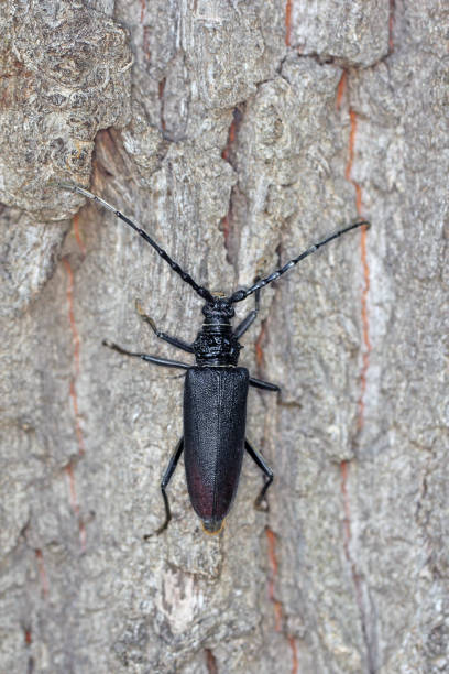 Great capricorn beetle (Cerambyx cerdo) on the bark of oak.