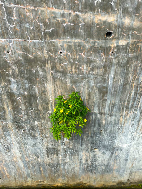Yellow flowers growing on a vertical concrete wall Yellow flowers growing on a vertical concrete wall. High quality photo deep focus stock pictures, royalty-free photos & images