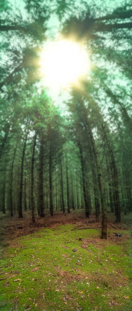 istock Panoramic vertical photo of  divine dense dark fall forest. 1380623948