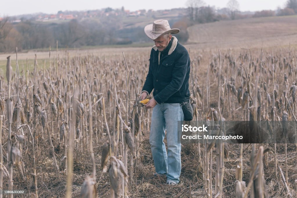 Defeated Corn Devastated Corn Crops Stock Photo - Download Image Now - Agricultural ...