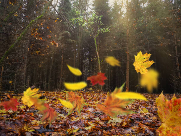 осенний ветер сдувает желтые листья осенью оккультура диких лесов - autumn leaf falling wind стоковые фото и изображения