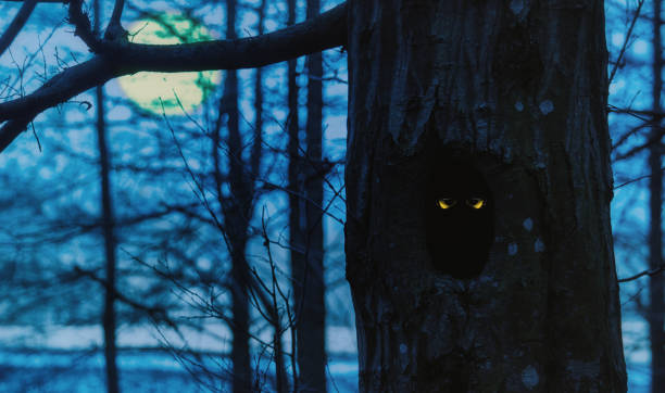 Owl eyes looking out from a tree hollow.