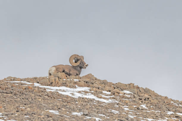 big horn ram (ovelhas) descansando no topo da montanha rochosa - rocky mountain sheep - fotografias e filmes do acervo