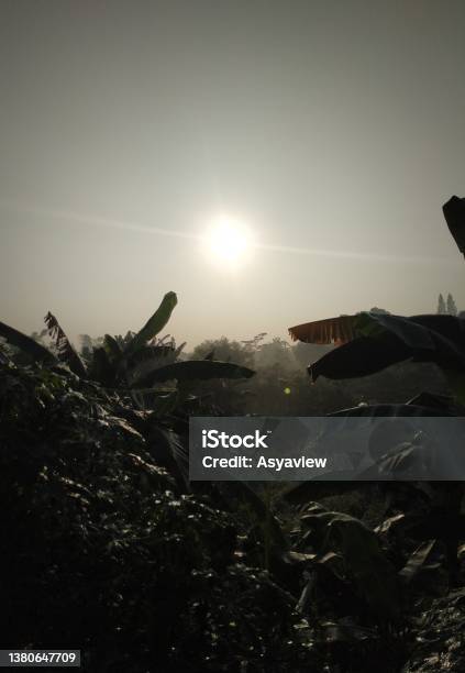 Sunrise View Of Banana Plantation At Tangerang Indonesia Stock Photo - Download Image Now