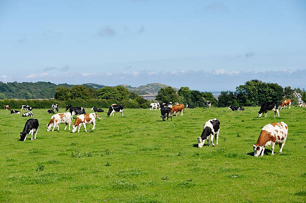 istock Scottish rural scene of grazing cows in a field 138064806