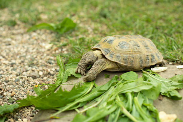 The turtle is eating grass. Land turtle on a green lawn. Reptile carapace.