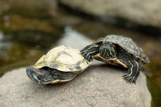 Two turtles on a stone. Turtles in the pond. Animals together.