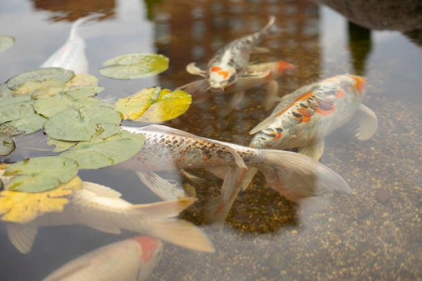 istock Fish swim in shallow water. Fish in an artificial reservoir. 1380651884