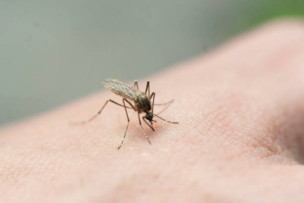 un mosquito bebe sangre de su mano. el insecto ha picado la piel. - mosquito malaria parasite biting insect fotografías e imágenes de stock