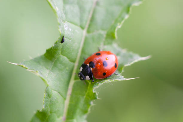 istock Ladybug on a green stalk. Red wings of a ladybug decorated with black dots. This insect is a symbol of family well-being. 1380659599