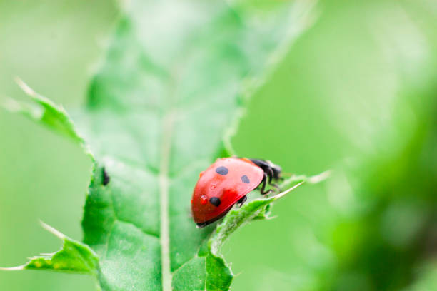 istock Ladybug on a green stalk. Red wings of a ladybug decorated with black dots. This insect is a symbol of family well-being. 1380659617