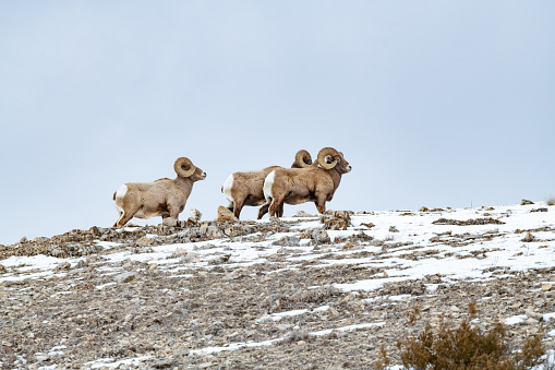 Three Big Horn ram (sheep) standing straight to show strength on rocky mountain top in Lamar Valley in Yellowstone National Park in Montana and Wyoming in the United States of America. Nearby towns are Gardiner, Mammoth and Cooke City, Montana. Larger cities near are Bozeman and Billings Montana. Other fly in cities are Salt Lake City and Denver. John Morrison Photographer