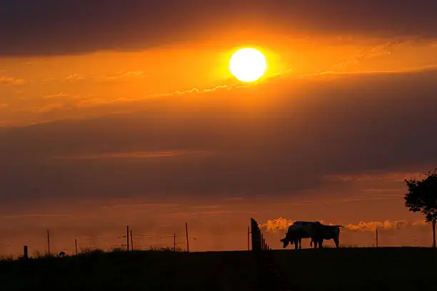 Photo of When the Cows Come Home