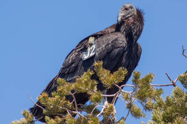 istock Endangered California Condor with Research Tag 1380668213