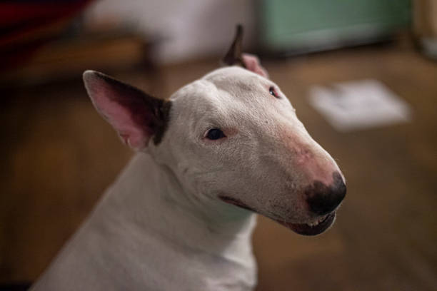 istock The dog is lying on the floor. 1380671910