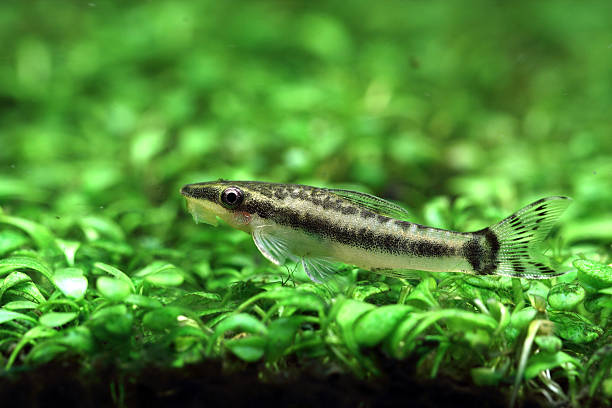 istock Oto Catfish - Otocinclus Affinus 138067307