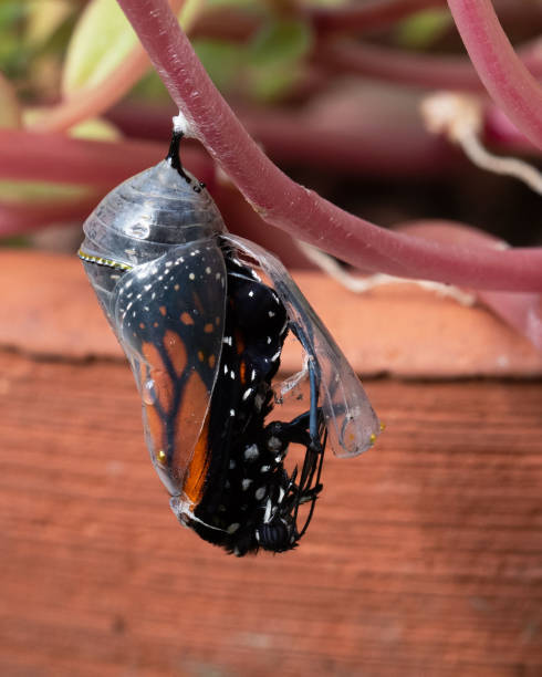 istock Monarch Butterfly Begins to Emerge from Chrysalis 1380683174