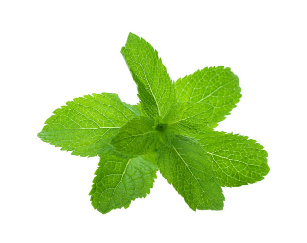 istock Fresh green mint leaves on white background 1380683432