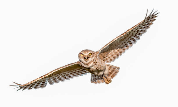 Adult wild Burrowing owl - Athene cunicularia - flying stock photo