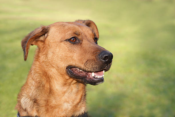 portrait of a labrador crossbreed