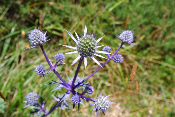 cardo viola nella natura - flower may thistle purple foto e immagini stock