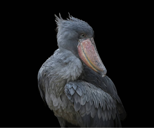 Adult African shoebill stork  - Balaeniceps rex - vertical portrait stock photo