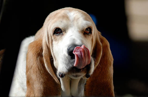 Basset Hound Sticking Out Tongue stock photo