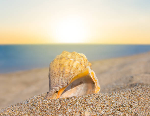 istock closeup empty marine shell on sandy sea beach at the sunset 1380700322