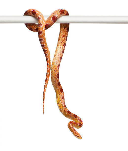istock Okeetee albino Corn Snake, Pantherophis guttatus 138070138