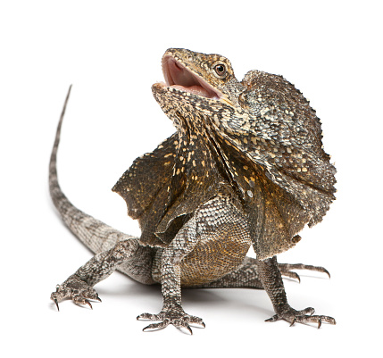 Frill-necked lizard, also known as the frilled lizard, Chlamydosaurus kingii, in front of white background