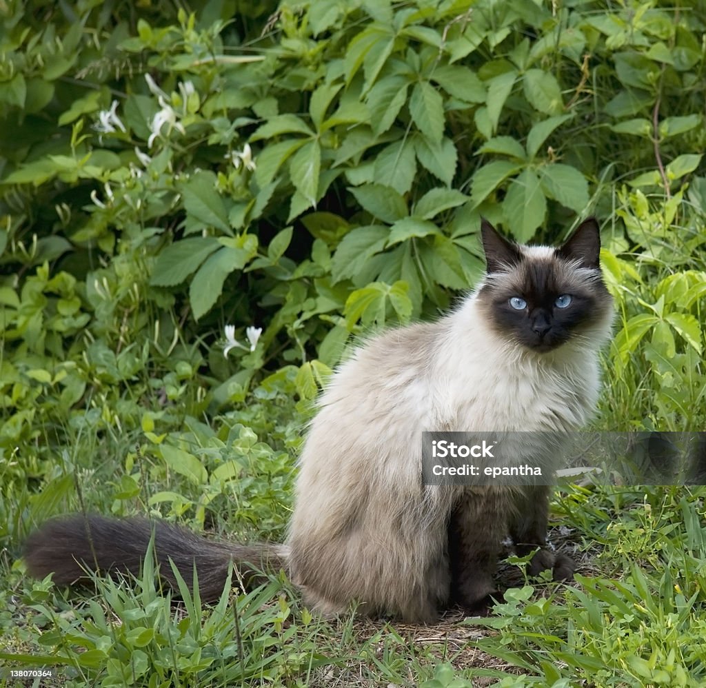 Seal Point Cat A Seal Point cat portrait in a natural setting. Nature Stock Photo