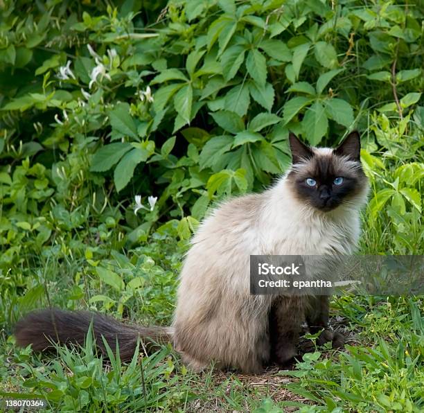 Seal Point Cat Stock Photo - Download Image Now - Nature, Ragdoll Cat, Animal
