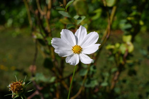 istock White flower in the garden 1380705372