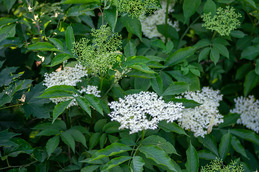 Sambucus nigra european black elder shrub in bloom, group of small flowering elderberry white flowers on branches with green leaves