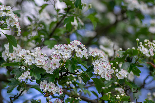 Crataegus laevigata hawthorn tree in bloom during springtime, branches with small green leaves and group of flowers and buds petals