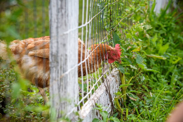 istock Brown hens inside the chicken coop with fresh morning light - he 1380708144