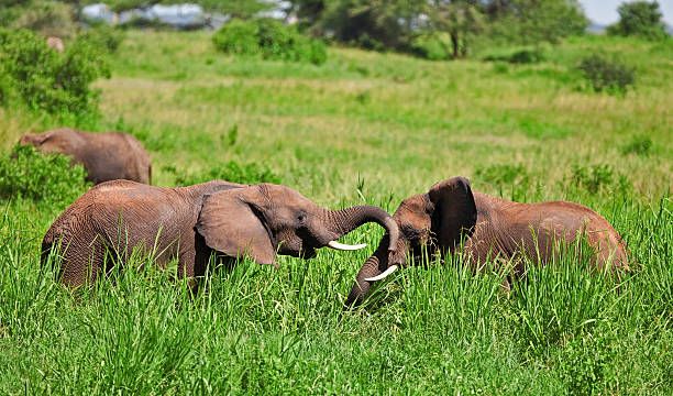 アフリカ象のタランギーレ国立公園 ストックフォト