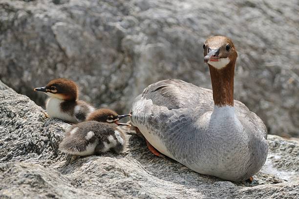 istock wild merganser and ducklings, laid on rock 138071402
