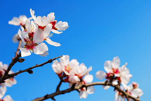 Pink Almond blossom stock photo