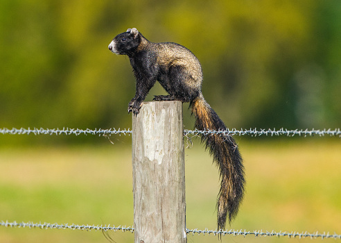 Sherman's fox squirrel Sciurus Niger Shermani,  Florida native, species of special concern, protected and threatened, black and tan colors, long bushy tail, on barbed wire fence post Florida country