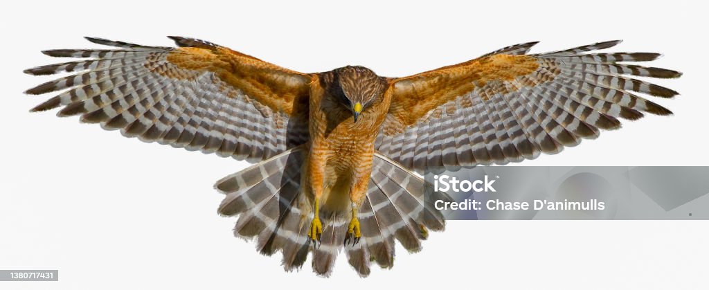 Red shouldered Hawk - Buteo lineatus - wings extended, great detail, perfect lighting showing inside feather Hawk - Bird Stock Photo