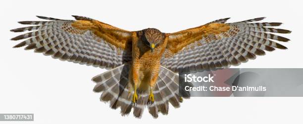 Red Shouldered Hawk Buteo Lineatus Wings Extended Great Detail Perfect Lighting Showing Inside Feather Stock Photo - Download Image Now