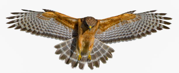 красноплечий ястреб - buteo lineatus - крылья вытянуты, отличная детализация, идеальное освещение, показывающее внутри пера - ястреб стоковые фото и изображения